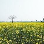 Un futuro sin humo ¿es sostenible?