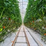 Cultivo de invernadero en Almería 