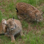 Ejemplares de lince ibérico en cautividad