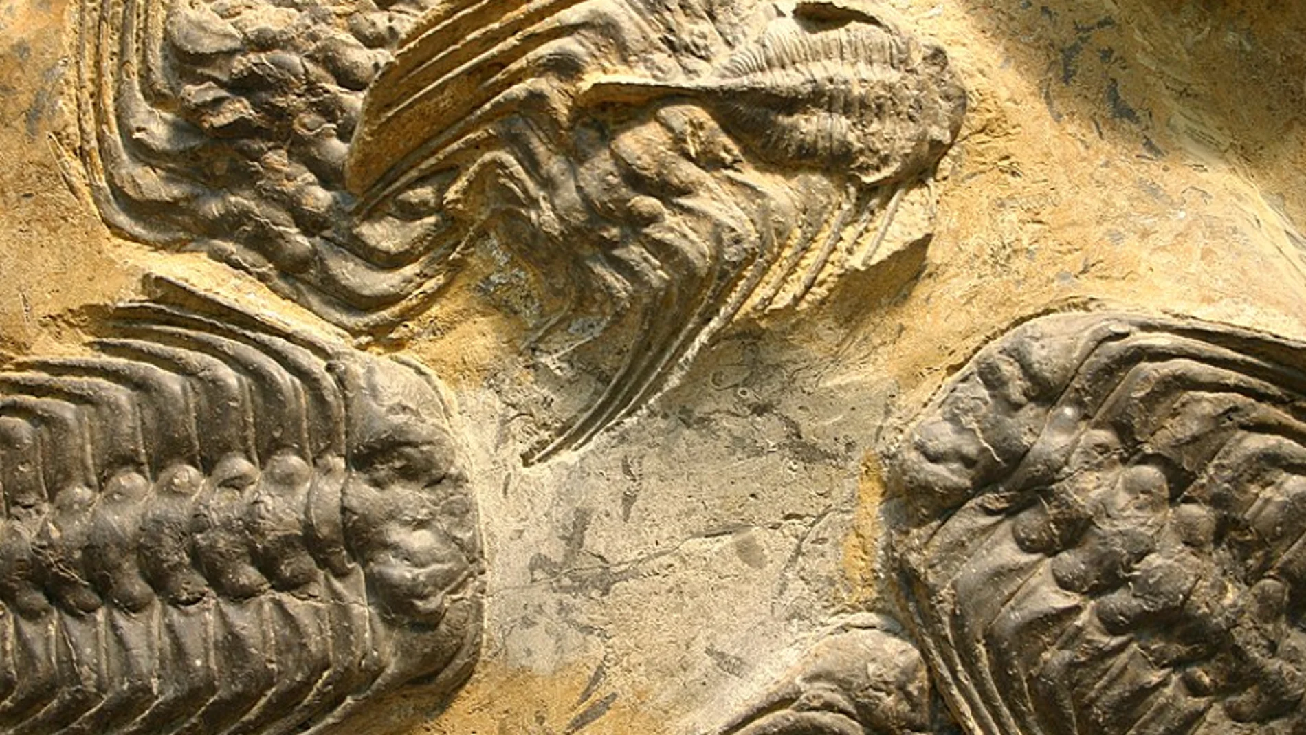 Fósiles de Trilobites
