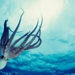 El ADN de un pulpo podría haber resuelto una incógnita geológica