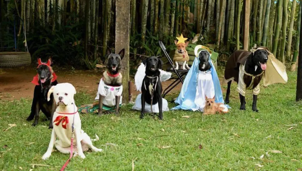 Unos perros recrean un belén y conquistan las redes sociales