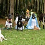 Unos perros recrean un belén y conquistan las redes sociales