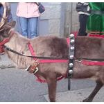 PACMA denuncia el uso de renos en un pasacalles navideño en El Escorial: "Los animales merecen vivir sin estrés ni maltrato"