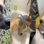 Un ganadero cántabro acusa a una tiktoker de haberle robado su mastín