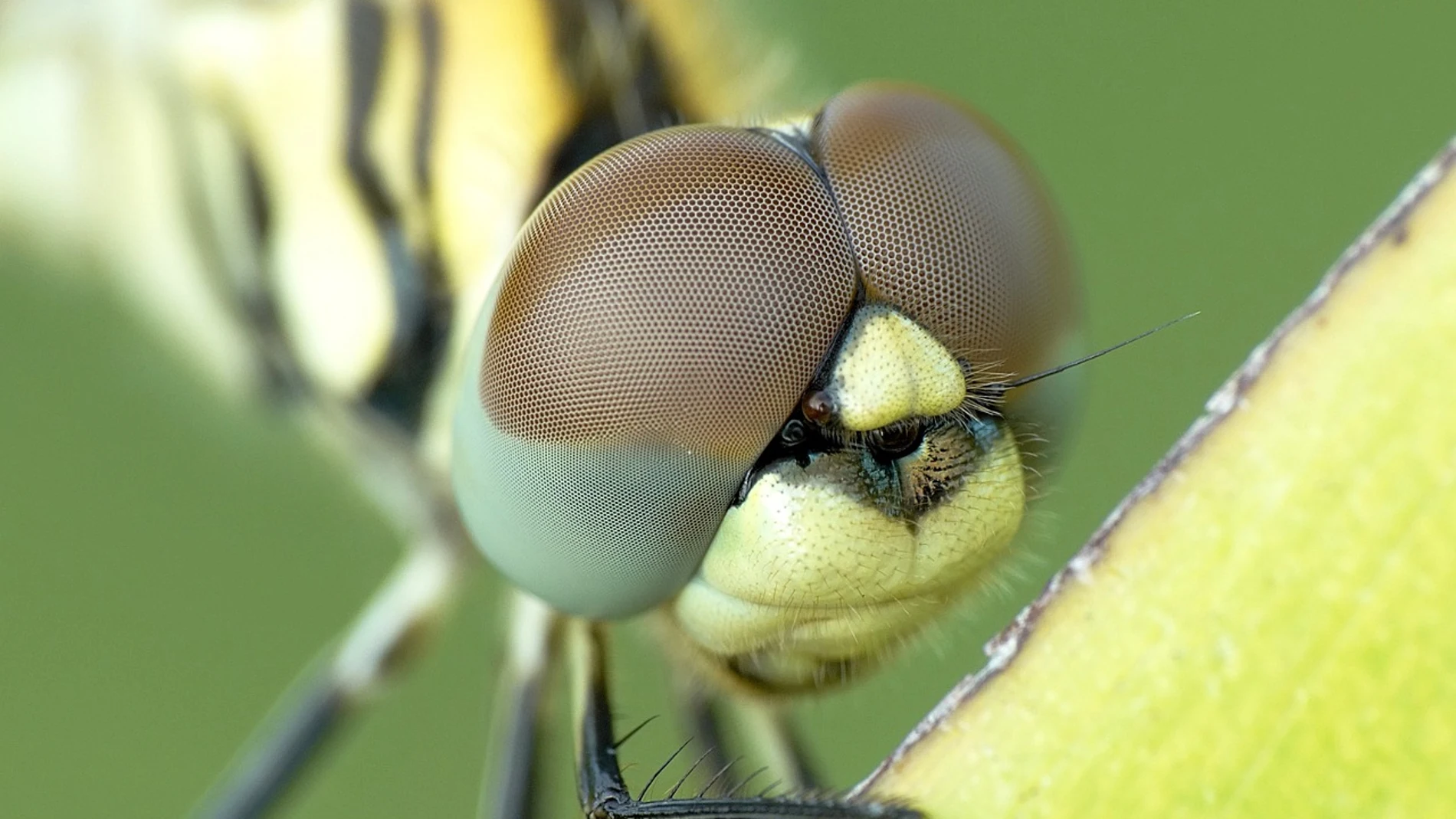 Los ojos compuestos de las libélulas les dan una visión de casi 360º.