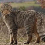 Gato montés