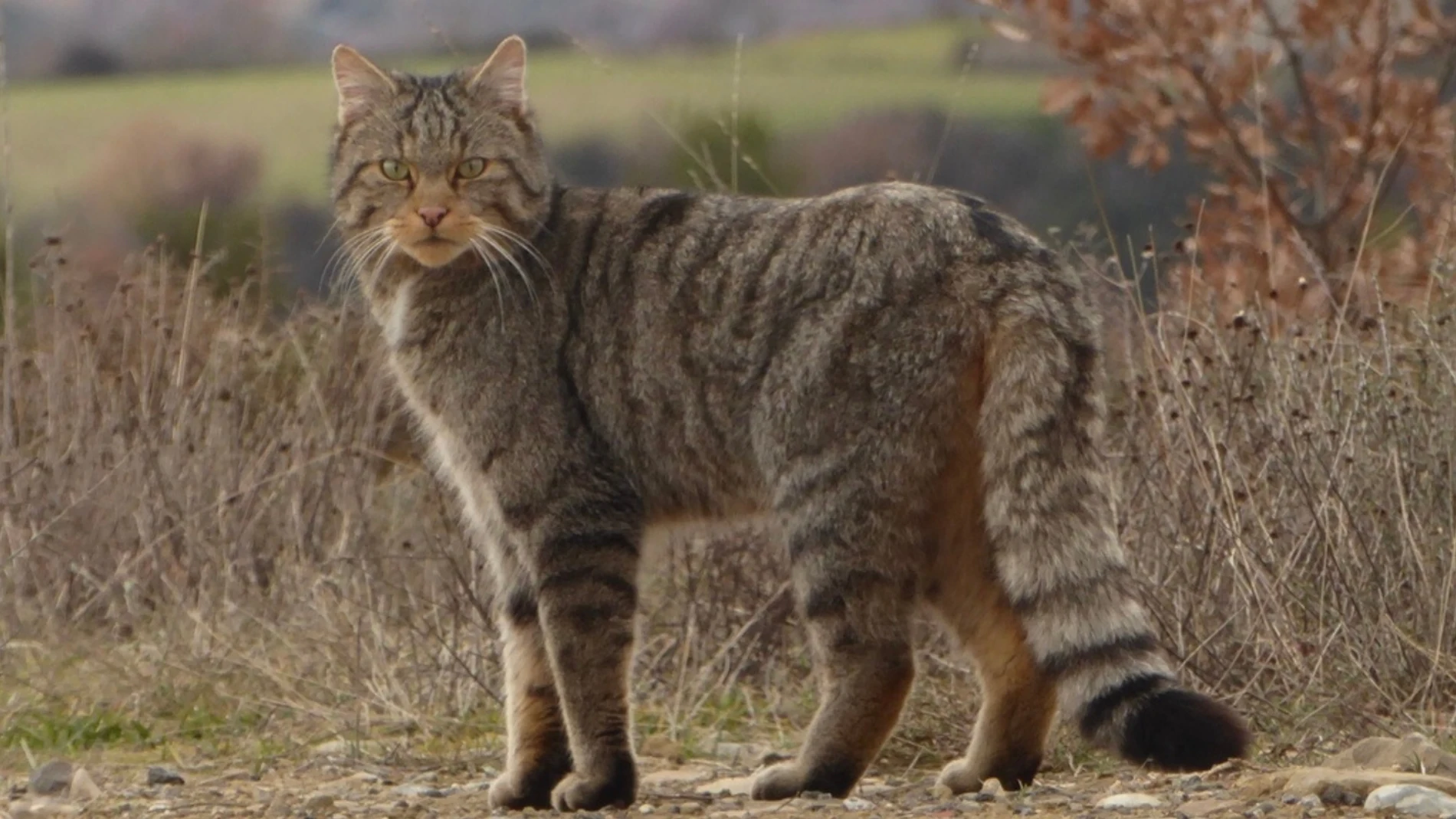 Gato montés