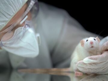 Ratones en un laboratorio