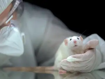 Ratones en un laboratorio Ratones en un laboratorio