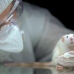 Ratones en un laboratorio