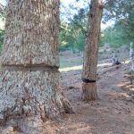 Anillan cedros de un antiguo vivero del Patrimonio Forestal del Estado para provocar su muerte