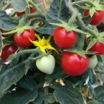 Imagen de unos tomates