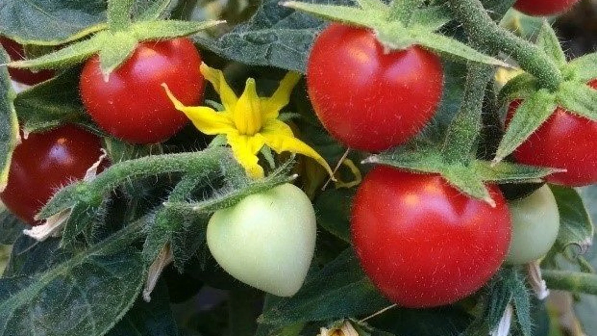 Imagen de unos tomates
