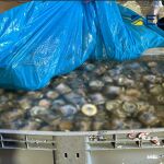 Algunos de los botes incautados