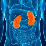 Hábitos diarios que hay que evitar para preservar la salud renal