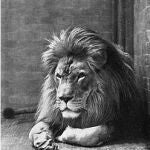 Ejemplar de León del Atlas en el zoo de Nueva York, en 1897