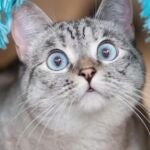 Un gato