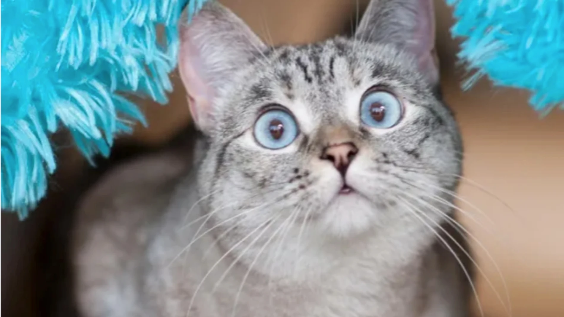 Un gato