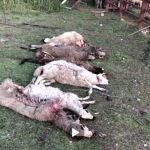 Brutal ataque de lobos a varias ovejas en El Hoyo de Pinares (Ávila)