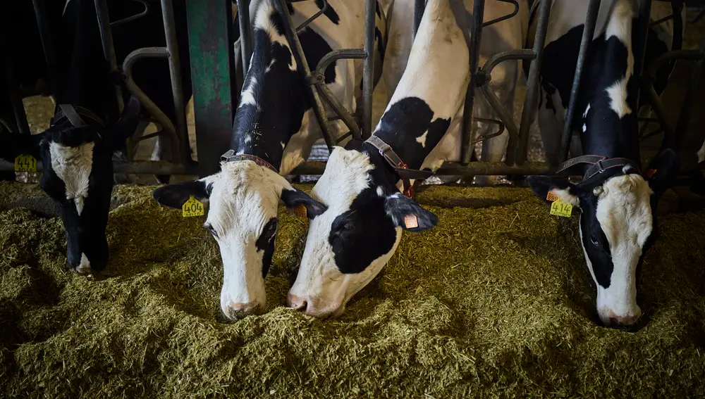Vacas alimentándose
