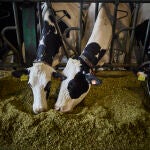 Vacas alimentándose 