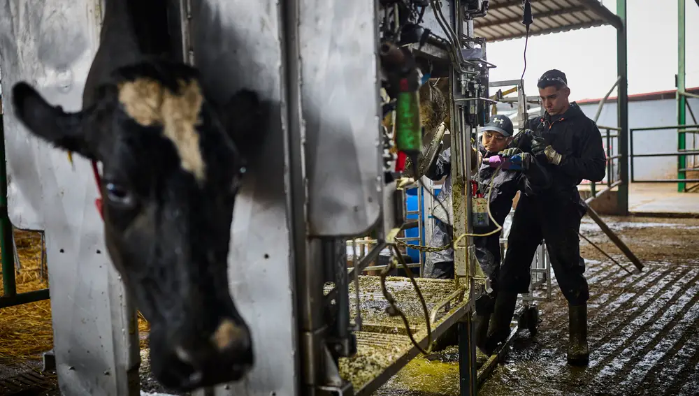 Reportaje explotación ganaderia en Griñon donde se ordeñan vacas. Cuatro ganaderías lanzarán en febrero 'Leche