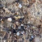 Bolitas de pélets aparecidas en la playa de Bolonia