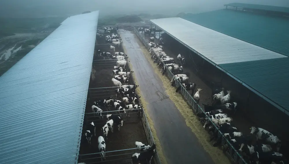 Reportaje explotación ganaderia en Griñon donde se ordeñan vacas. Cuatro ganaderías lanzarán en febrero 'Leche