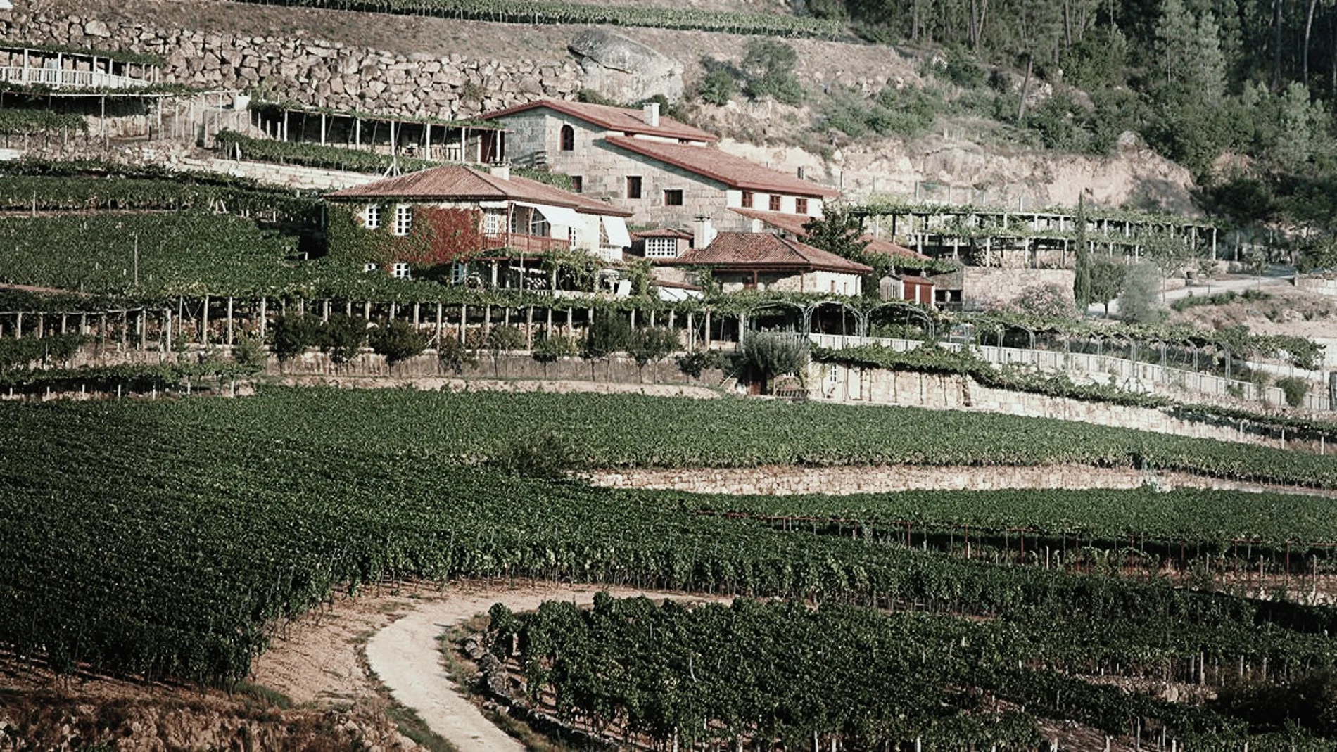 Finca "A Vilerma" adquirida por Bodegas José Pariente