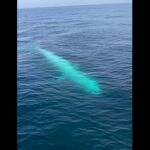 Ballena Blanca de Omura