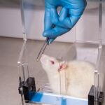 Ratón de laboratorio