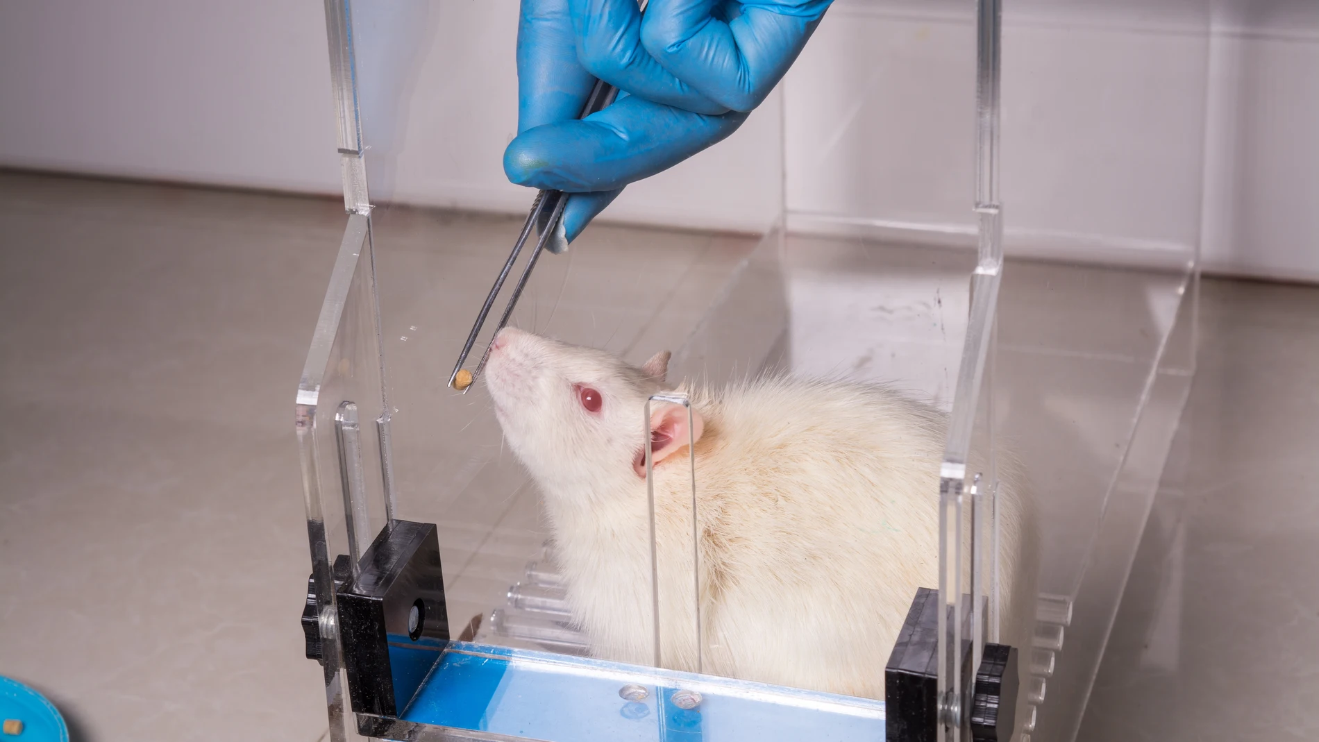 Ratón de laboratorio