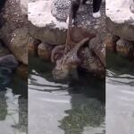 El momento en el que un gato trata de cazar un pulpo 