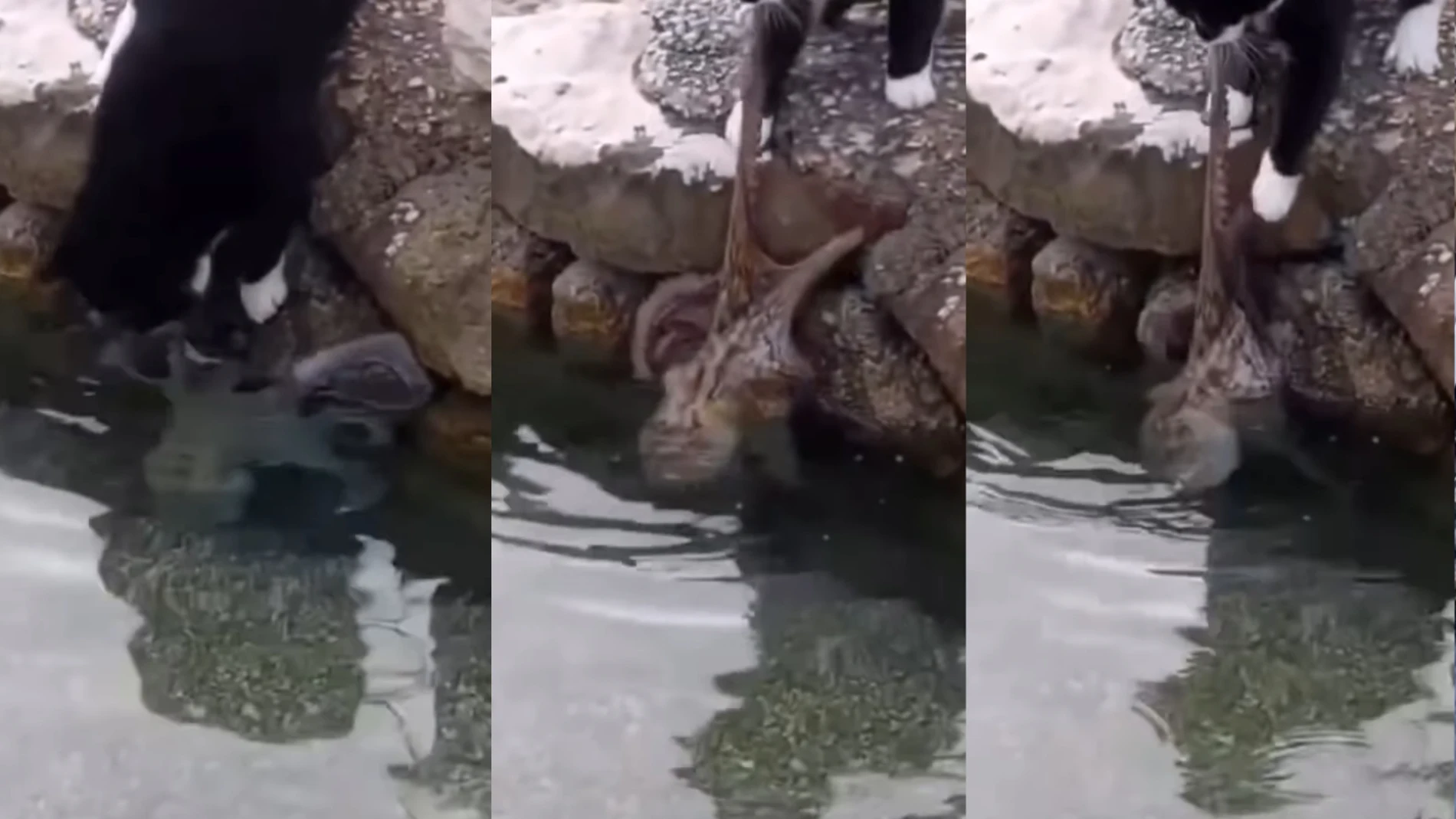 El momento en el que un gato trata de cazar un pulpo
