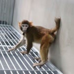 Científicos chinos clonan con éxito un mono rhesus