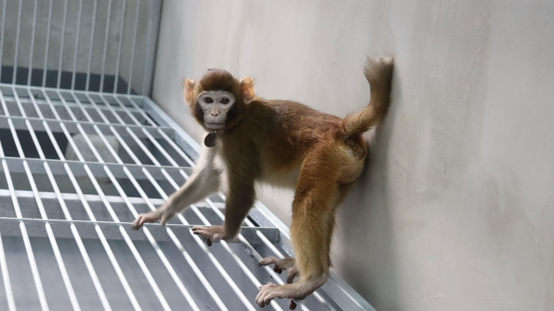 Fotografía del mono rhesus clonado con células somáticas tomada a los 17 meses. La primera clonación exitosa de primates la logró un grupo de científicos chinos en 2018, casi 22 años después -y con la misma técnica- del conocido caso de la oveja Dolly. Ahora, el mismo equipo liderado por Zhen Liu y Qiang Sun ha conseguido clonar otra especie, un mono rhesus que sobrevivió más de dos años. Los investigadores sugieren que este nuevo logro, para el que se desarroll...