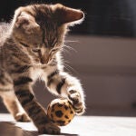 Descubre las 5 cosas que harán feliz a tu gato