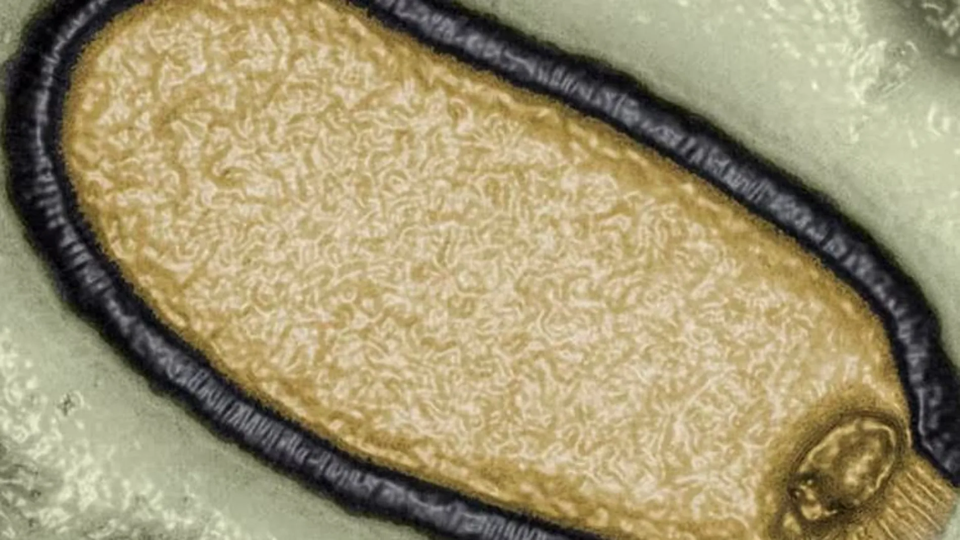Virus aislado de una muestra de permafrost de 30.000 años de antigüedad en 2014
