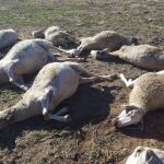 Primer ataque de lobos a ovejas en la Comunidad Valenciana