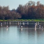Flamencos en la Madre de las Marismas de Doñana