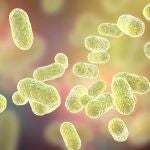 Imagen de recurso de microbiota
