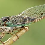 Millones de cigarras emergerán del suelo en un curioso evento