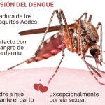 Transmisión del Dengue