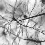 Neurona