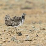 Una avutarda hubara canaria forrajeando en el árido paisaje de Fuerteventura España