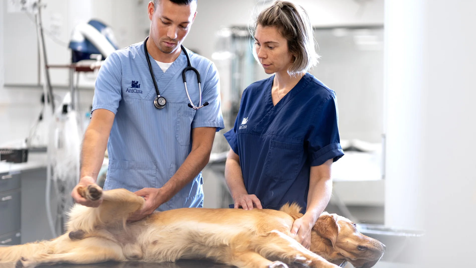 Uno de los perros con cáncer que ha sido tratado en AniCura Glòries Hospital Veterinari