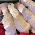 Investigada una vecina de Zafra por arrojar una camada de perros recién nacidos a un contenedor de basura
