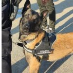 "Zorro", el perro policía robado