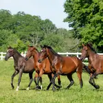 Ejemplares de Pura Raza Español